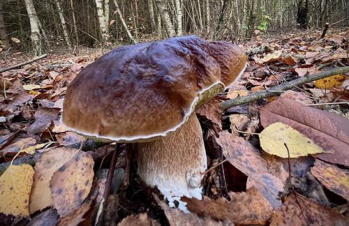 Cichy Zakątek dom całoroczny , Janowiec, Kazimierz Dolny, - Foto 49