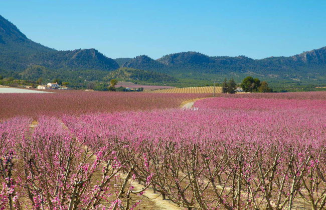 Visite à la découverte de la floraison de Cieza - Photo 2