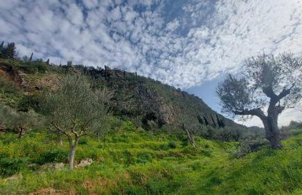 homonatura petrinum - Foto 35