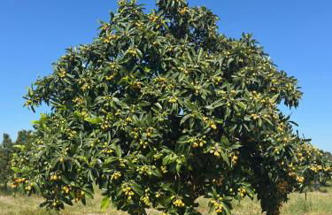 Quinta Rural em Coruche com piscina privativa - Foto 23