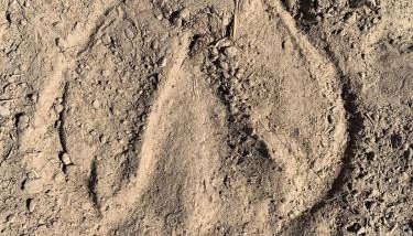 Farmhouse Apartment with Paddock & Orchard Views - Foto 4