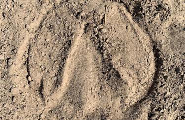 Farmhouse Apartment with Paddock & Orchard Views - Foto 4