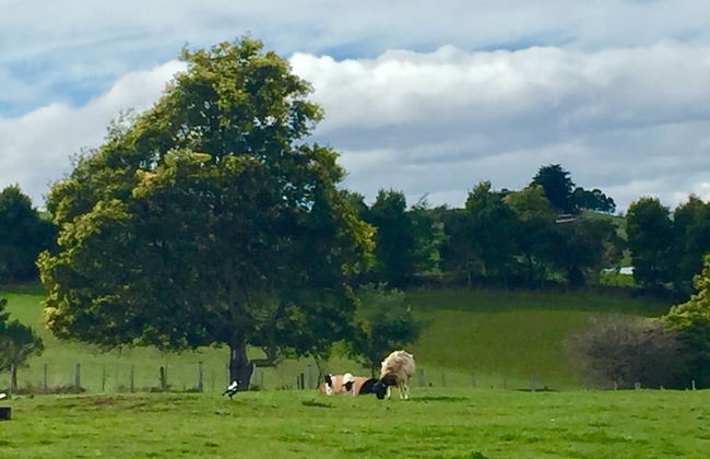 Manna Hill Farm - Foto 38