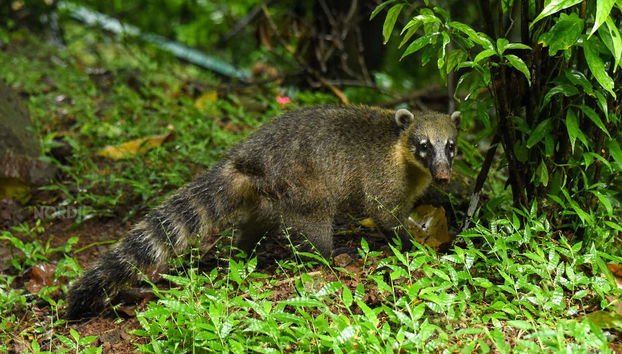 La faune du côté brésilien