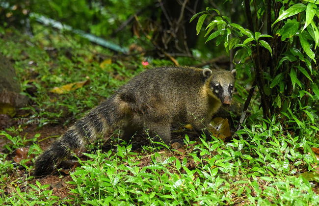 Cascades d'Iguazu (côté brésilien) - Photo 4