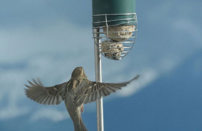 Hanssen in Lindau/lake Constance - Foto 11