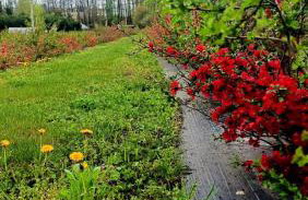 Pigwowcowe Zacisze - Foto 16