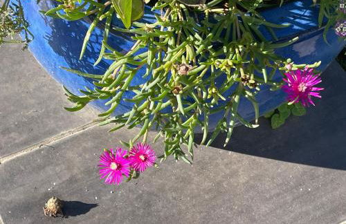 Borie Grande - Foto 16