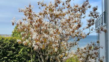 Triton Suite - Foto 5, Garden