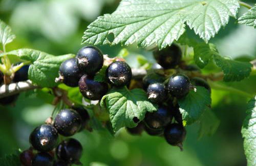 Alpinus Agriturism - Photo 59