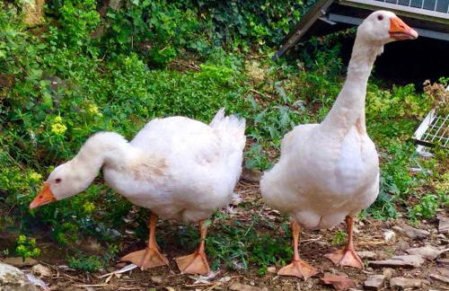 Agriturismo Monaci Templari - Foto 63