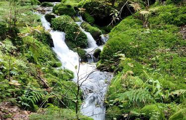 Blick in den Garten - Photo 25