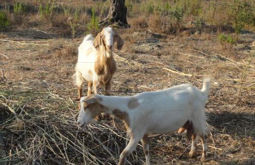 Aroggia Farm - Foto 41