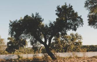 Monte dos Pintos - Foto 47