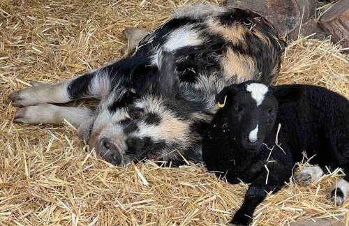 The Stables - 2 bed with large garden and hot tub. - Foto 5