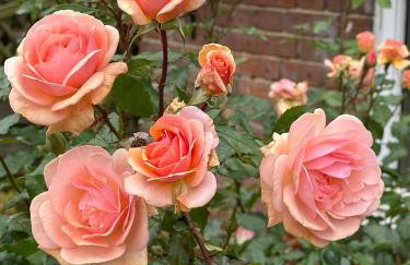 Valentine Cottage, Aylsham - Foto 55