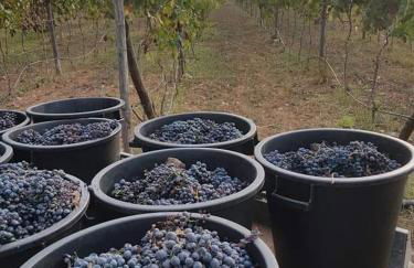 Masseria Sucéa - Foto 42