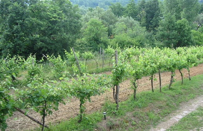 Il Ruscello di Ceraso - Foto 24