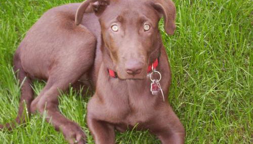 Ferienhof Knoll - Photo 5