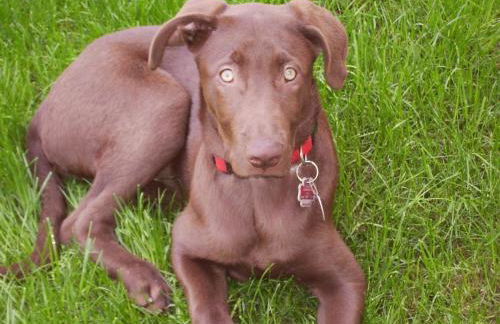 Ferienhof Knoll - Photo 5