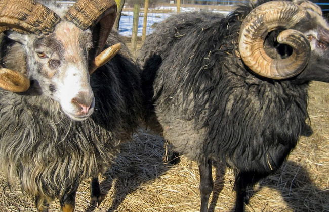 5 Person Holiday Home in Stenkyrka - Foto 20