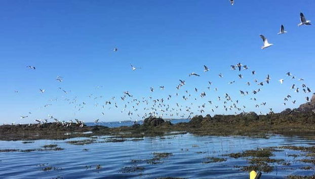 Aves sobrevoando a costa de Stykkishólmur