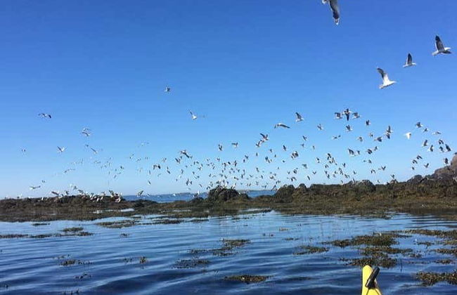 Stykkishólmur Coast Kayak Tour - Foto 5