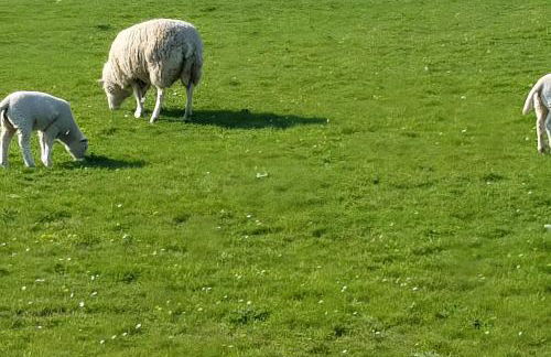 Ferienwohnungen Warnken - Foto 30