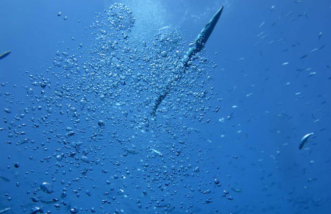Snorkeling à Dénia - Photo 6