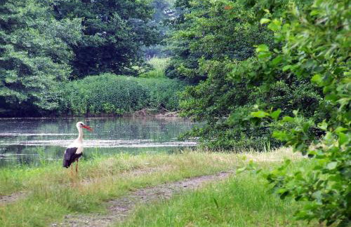 Nasz Dębowiec - dom dla 15 osób, sauna, widok na staw, wielka działka - Photo 61