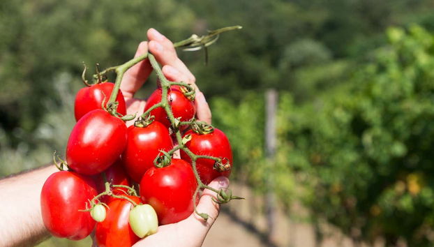 Visita a una plantación de tomates - Foto 3