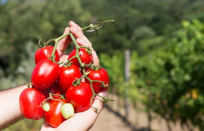 Visita a una plantación de tomates - Foto 3