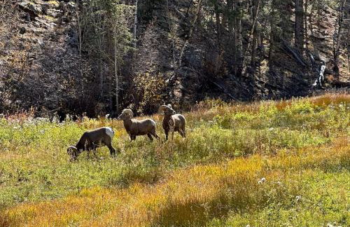 Bison View Cabin at Bison Peak Lodge - Foto 33