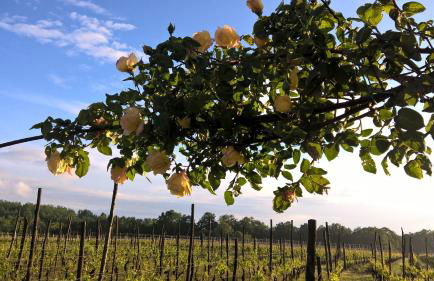 Cascina La Maddalena Bed & Wine - Foto 26