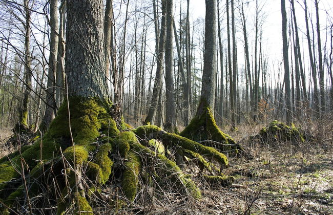 Agrousadba Pushchanskiy Ugolok - Foto 12