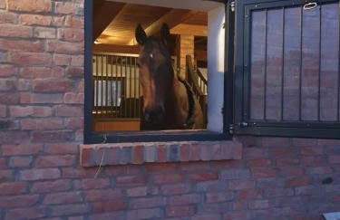 Agroturystyka BM Horse - Photo 12