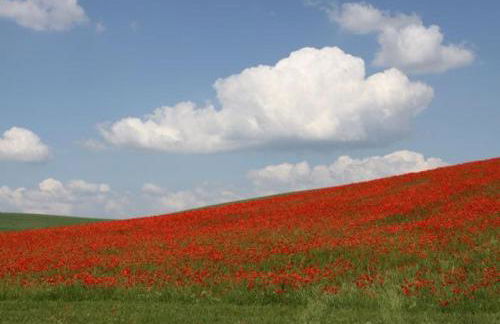 Buchbinderhof in Uckermark - Photo 12