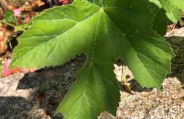 QUINTA do SOUTO BARCIADEMERA - Foto 79