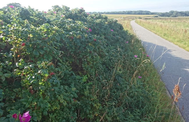 4 Person Holiday Home in Nibe-by Traum - Foto 16