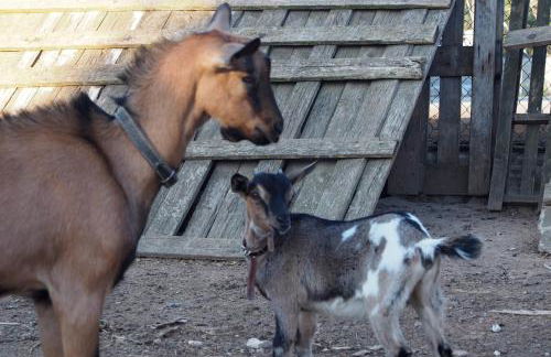 La Carcara - Foto 27