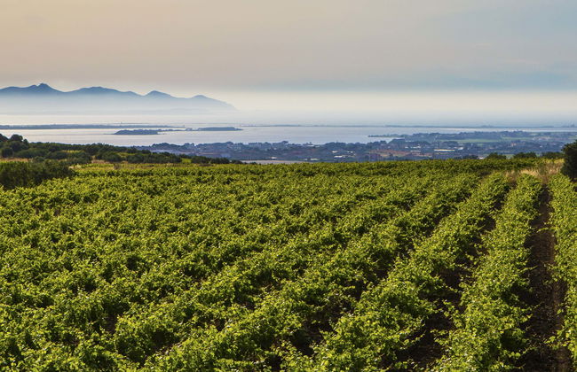 Degustazione di vino a Marsala - Foto 3