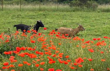 Domaine Nature Vacances - Foto 27