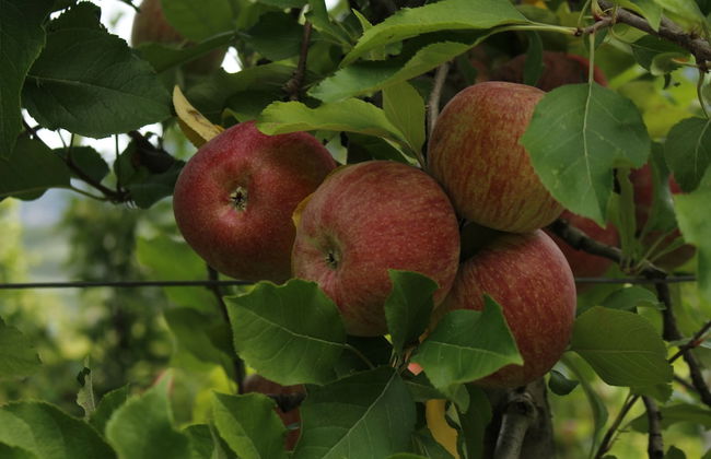 Casa in tipico Maso, tra natura e tradizione - Foto 29
