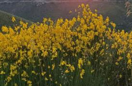 Chalet Mimosa - Foto 7