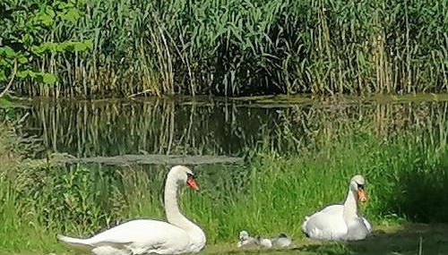 Gästewohnung Schwanenteich - Foto 2