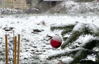 An der Walnuss - Foto 17