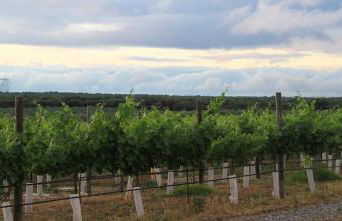 Monte da Boavista - Country family house - Foto 76