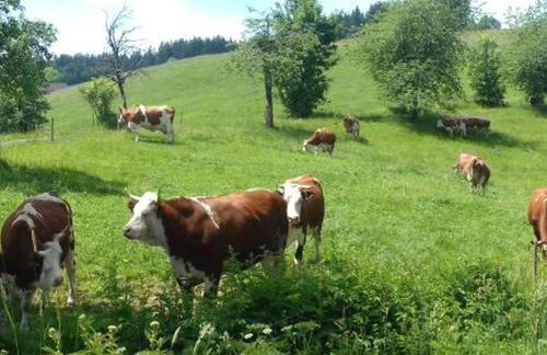 Biobetrieb Lippenhof - Photo 13