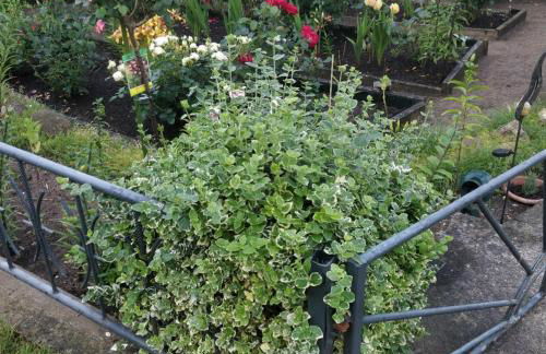 Gästehaus am Teich - Foto 11