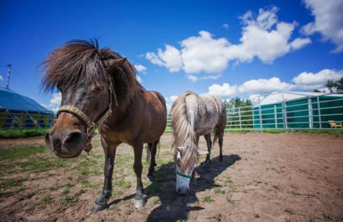 Gutshof Dragefeld - Foto 18